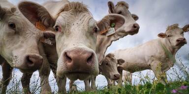 Müll und Hundekot gefährdet Rinder