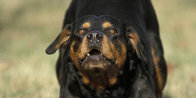 Rottweiler attackierte Frauen: Bedingte Haft für Besitzerin