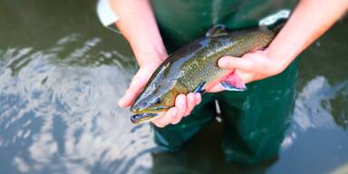 Aufregung wegen Fischsterben in Kärnten
