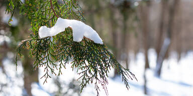 Schnee März.jpg