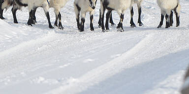 Schnee_APA2.jpg
