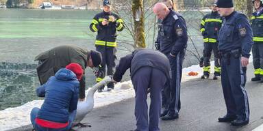 Feuerwehr rettet Schwan aus zugefrorenem See