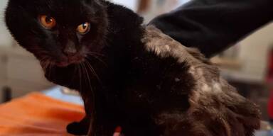 Schwanzlose schwarze Katze im Innviertel gefunden