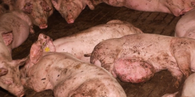 Anzeigen gegen Mitarbeiter des Horror-Mastbetriebes