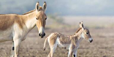 Kopie von Onager