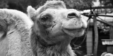 Große Trauer im weißen Zoo: Legendäre Kamel-Dame Bianca ist tot