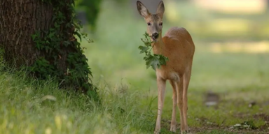 So schützen Wiens Spaziergänger junge Wildtiere