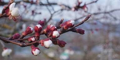 Marillenblüte in der Wachau: Erste Knospen haben sich in der schönen Wachau geöffnet