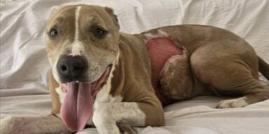 Horror-Verletzung von Richie.