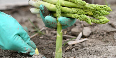 OÖ ringt um Spargel-Erntehelfer