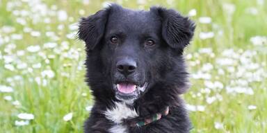 TierQuarTier: Ab jetzt Einzel-Patenschaften für Hunde 