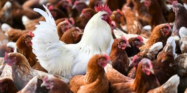 Vogelgrippe: Ab Samstag dürfen Tiere wieder ins Freie