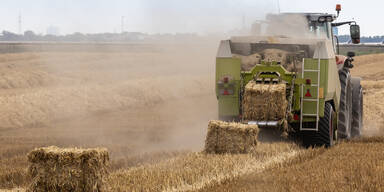 Massive Hitzeschäden in der Landwirtschaft 