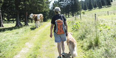 Symbolfoto Hund auf Alm 