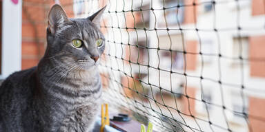 Katze bei Minusgraden auf Balkon gesperrt, während Mann ins Gefängnis musste 