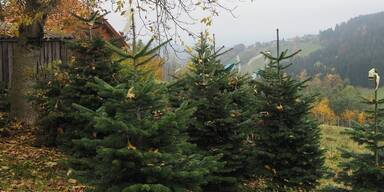 Tannen aus Kirchschlag bei Linz