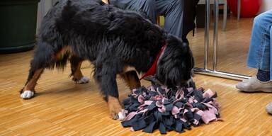 Holly: So süß ist der neue Therapiehund im PBZ Pottendorf