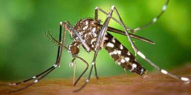 Linz: Tigermücke bleibt unter strenger Beobachtung