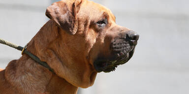 Tosa Inu haben Leinen- und Maulkorbpflicht im öffentlichen Raum 