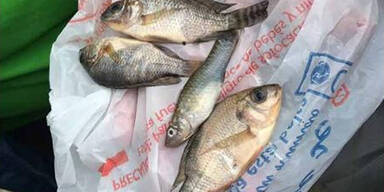 Tote Fische Mexiko