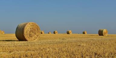 Trockenheit Landwirtschaft 121219.jpg