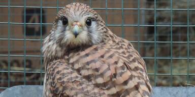 Turmfalken-Mädchen bricht sich bei Autounfall Bein