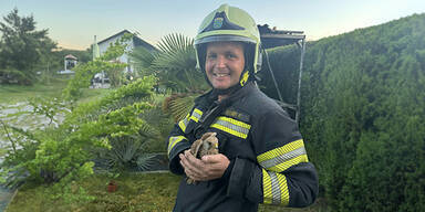 Turmfalke in Nest verheddert und von Feuerwehr gerettet