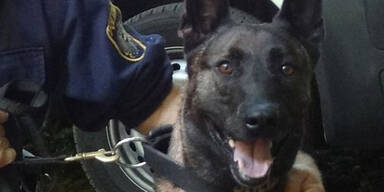 Zorro Polizeihund 