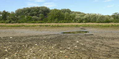 Dürre-Alarm: Trocknet die Untere Lobau aus?