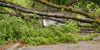 Unwetter Baum umgestürzt
