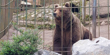 Tierschützer nach Zutrittsverbot bei Bär Tim in großer Sorge
