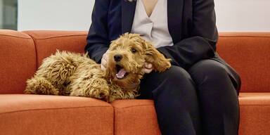 Kein Tier unterm Weihnachtsbaum 