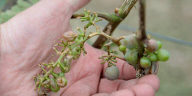 Wein Ernte Ausfall