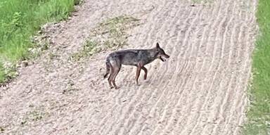 Wolf im Nordburgenland gesichtet (c) pannatura.jpeg