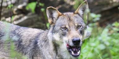Wolf.jpg