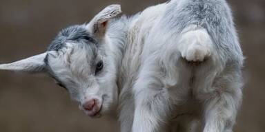 Weihnachtsnachwuchs bei den Ziegen im Streichelzoo in Schmiding 