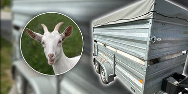 Ziegen Transport 