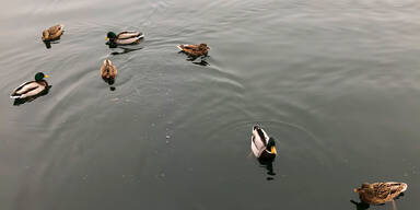 Zu viele Enten durch Fütterung