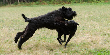 Zwei Hunde liefen auf Mann zu 