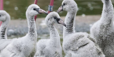 Flamingo Schönbrunn