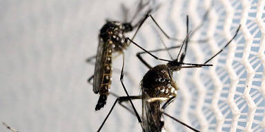 aedes56.jpg