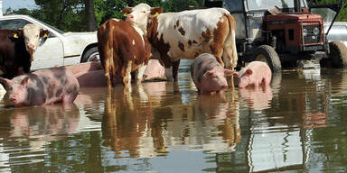 afp_tiere.jpg