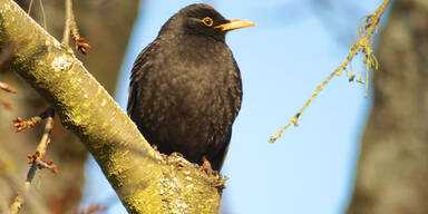 amsel_getty.jpg