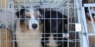 39 Hund gerettet Klagenfurt