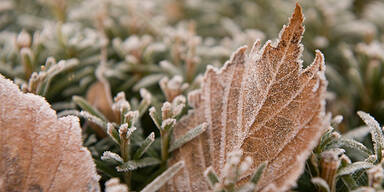 Winter Frost Eis Raureif