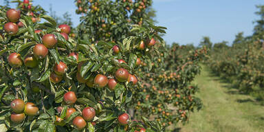 apfel3.jpg