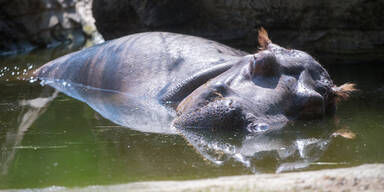 Hitze Tiergarten Schönbrunn