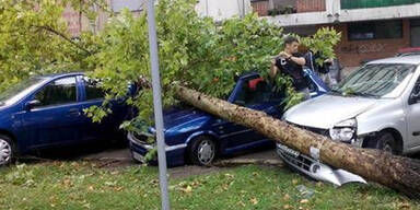 autobaum.jpg