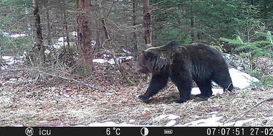 Bär in Kärnten gesichtet: Bürgermeister wendet sich an Bevölkerung