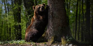 Bär macht Tirol unsicher: Riss Schaf und Lamm 